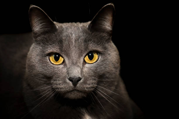 istock Portrait of a grey British cat . 1364019478
