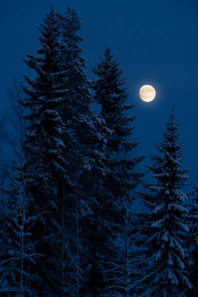 istock Moon over snowy spruce trees. Night in the winter forest. 1364019521