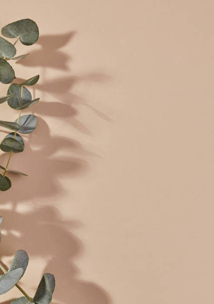 istock Plant branch on beige background, natural background concept 1364021672