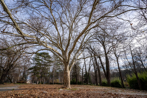 istock Beautiful park in autumn 1364022240