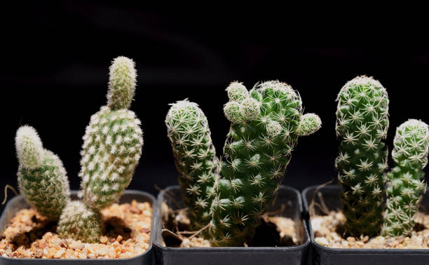 Little Tropical cactus green close up. side view.