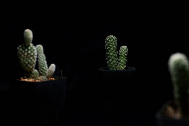 istock Little Tropical cactus green close up. side view. 1364022406