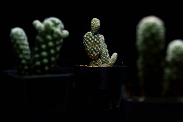 istock Little Tropical cactus green close up. side view. 1364022463