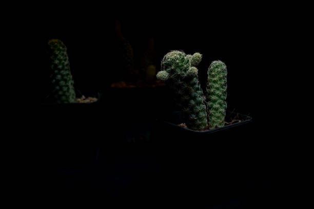istock Little Tropical cactus green close up. side view. 1364022548