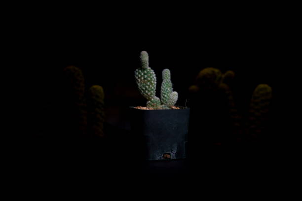 istock Little Tropical cactus green close up. side view. 1364022603