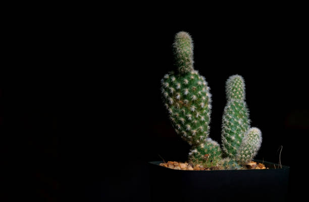 istock Little Tropical cactus green close up. side view. 1364022606