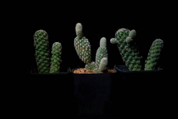 istock Little Tropical cactus green close up. side view. 1364022844