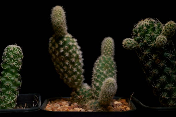istock Little Tropical cactus green close up. side view. 1364022917