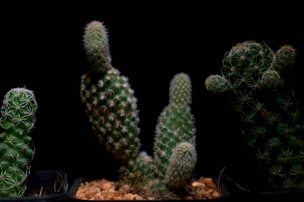 istock Little Tropical cactus green close up. side view. 1364022919