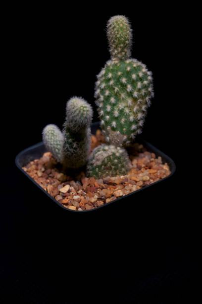 istock Little Tropical cactus green close up. side view. 1364022965