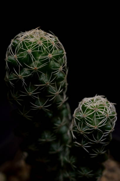 Little Tropical cactus green close up. side view.