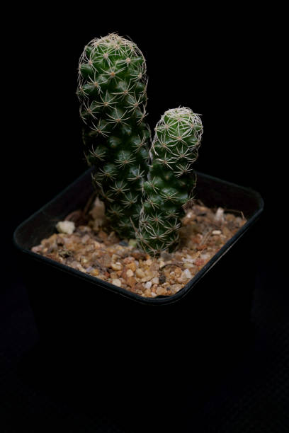 istock Little Tropical cactus green close up. side view. 1364023004