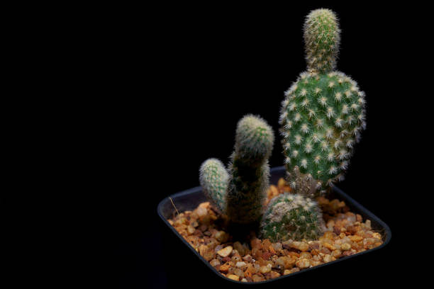 Little Tropical cactus green close up. side view.