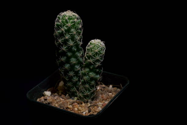 istock Little Tropical cactus green close up. side view. 1364023064