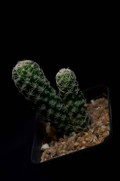 istock Little Tropical cactus green close up. side view. 1364023641