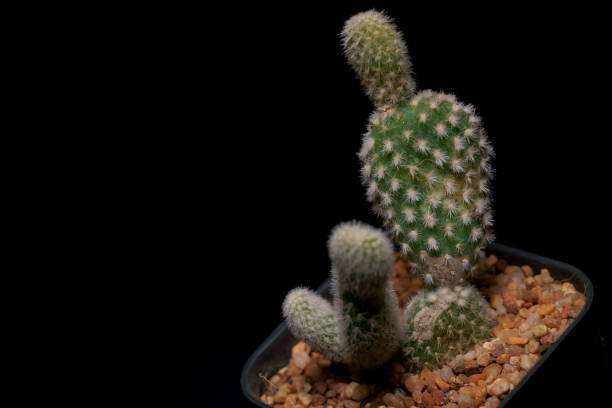 istock Little Tropical cactus green close up. side view. 1364023683