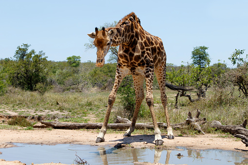 Giraffe male with oxpecker going for a drink in a rain puddle in Kruger National Park in South Africa
