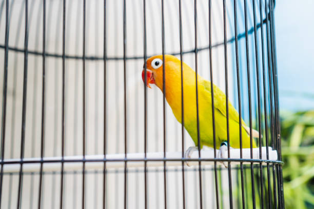 istock colorful bird in small cage 1364025227