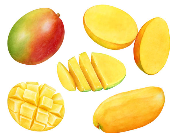 Watercolor collection of the mango fruits Watercolor illustration of the mango fruits and fruit slices isolated on white background mango fruit drawing stock illustrations