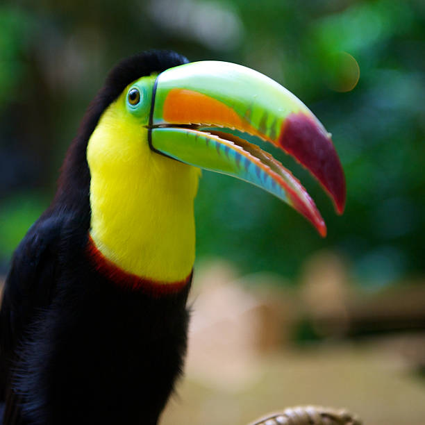 Toucan is a bird from South America and Central America\t