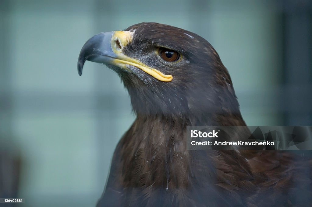 Imperial eagle in cage Imperial eagle in cage. ORDER: Falconiformes. Family: Accipitridae. Areal: South and east Europe, Asia, Horth Africa. Biotope: Mainly pine forests close to spaces, mountain hills covered, with thin forests. Lifespan: 45-50 years in captivity. Animal Body Part Stock Photo