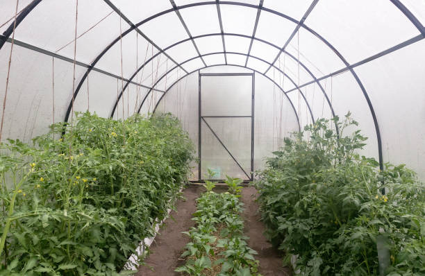 istock A small greenhouse for agricultural plants. 1364028874