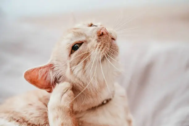 Photo of Beige or cream coloured older cat resting on bed, scratching his ear