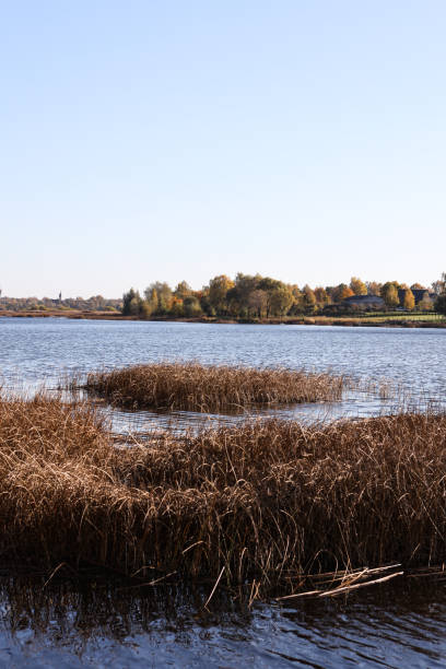 istock Lovely autumn view with seagrass and river Daugava. 1364028971