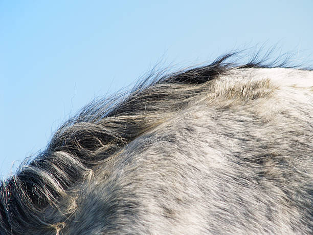 horse detail. horse fur with mane (30)