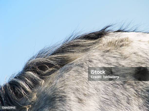 Koń Szczegóły - zdjęcia stockowe i więcej obrazów Koń - Koń, Od tyłu, Grzywa