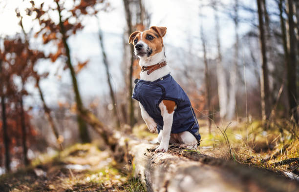 istock Small Jack Russell terrier in dark blue winter jacket leaning on fallen tree with grass and snow patches, blurred trees or bushes background 1364030943