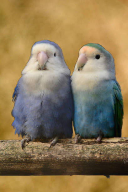 istock Lovebrids in pastel color. 1364030986