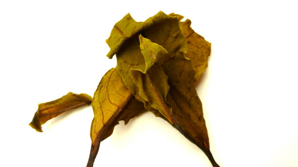istock Premium, black tea, beautiful, tea leaves, 1364031328