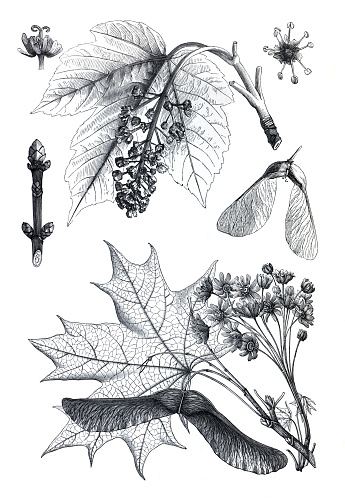 Vintage illustration Acer pseudoplatanus or  sycamore.  hand drawn medical plant. botanical engraved elements.