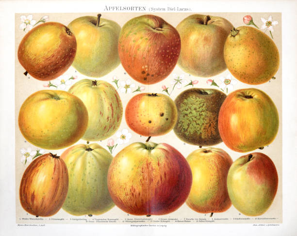 винтажная иллюстрация коллекции яблоки в цвете. гравированный стиль. сочная коллекция яблок. - tree book apple apple tree stock illustrations