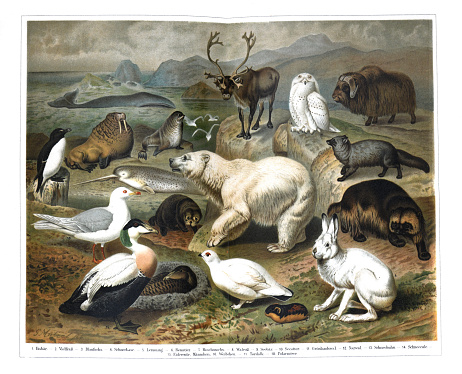 Vintage artic fauna illustration. with all kinds of animals living in the artic. beautiful illustration of the animals in the artic.