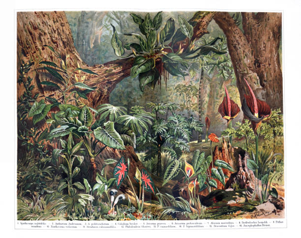 빈티지 열대 식물과 꽃 패턴. 식물 빈티지. 꽃의. 풍경 식물 정글 - tropical rainforest illustrations stock illustrations