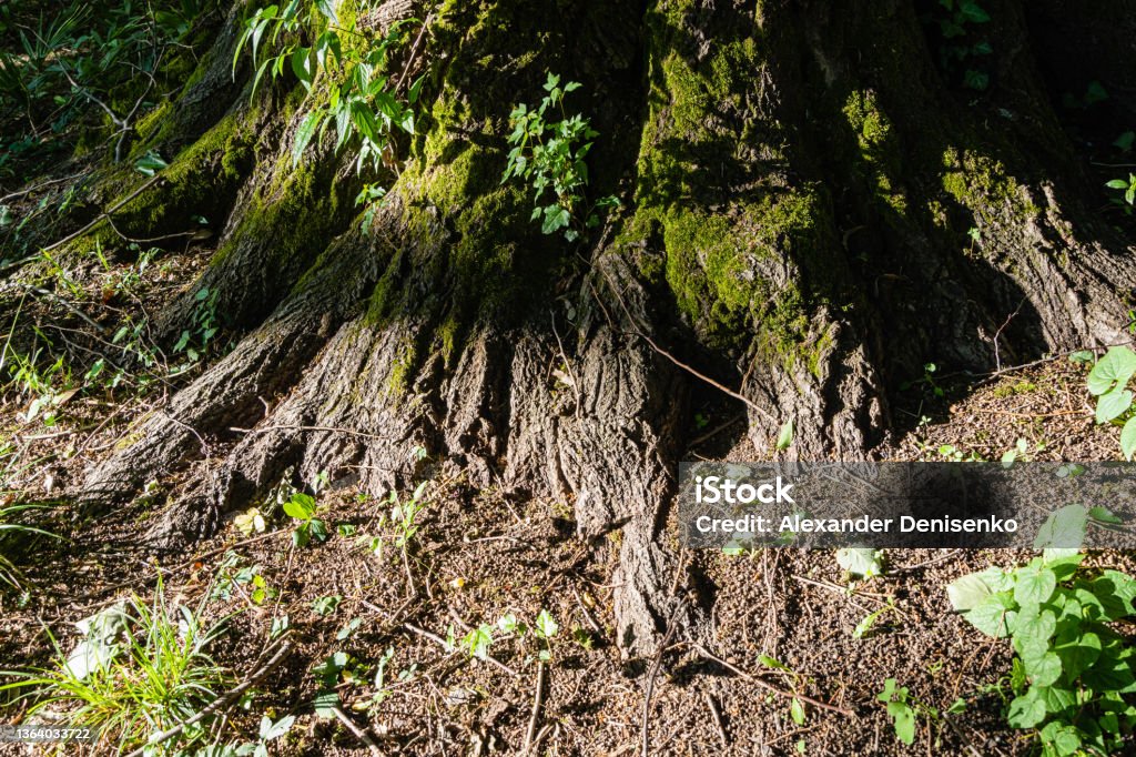 Roots of multi-stemmed camphor tree (Cinnamomum camphora), common camphor wood or camphor laurel with evergreen leaves. Adler Arboretum "Southern Cultures" Siriu. Suck. Natural landscape for design. Backgrounds Stock Photo
