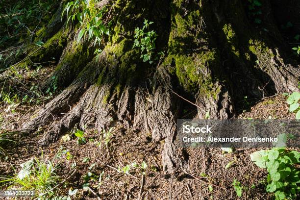 Roots Of Multistemmed Camphor Tree Common Camphor Wood Or Camphor Laurel With Evergreen Leaves Adler Arboretum Southern Cultures Siriu Suck Natural Landscape For Design Stock Photo - Download Image Now