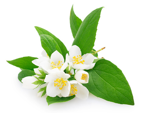 fresh jasmine isolated on white background closeup
