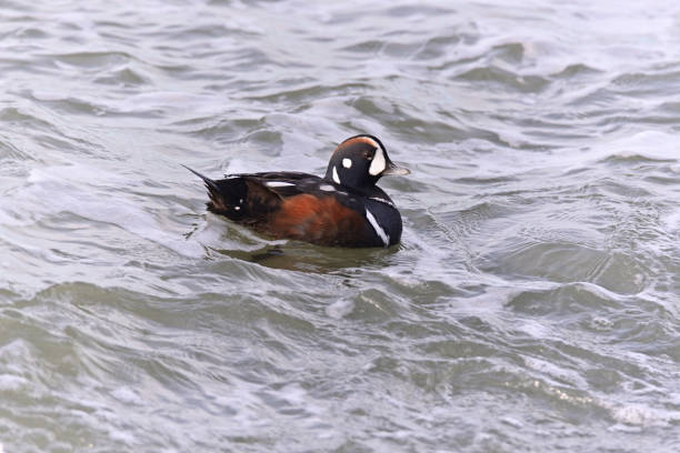 profilo di harlequin drake - harlequin duck duck harlequin water bird foto e immagini stock