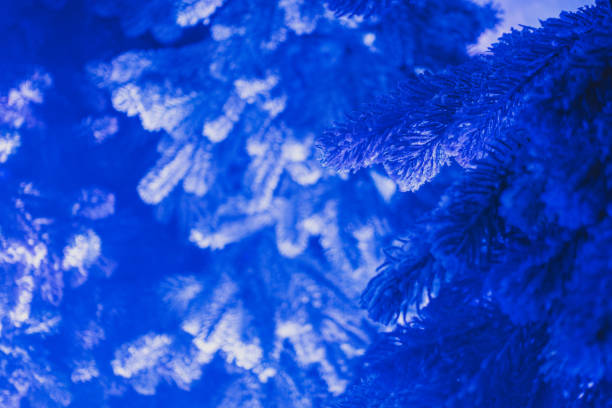 istock Blue background with branches of a Christmas tree 1364036581