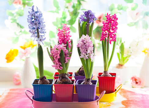 Fresh multicolored hyacinths in pots