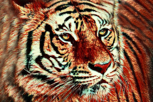 istock tiger front view illustration. endangered animal, tiger head close up. 1364037784