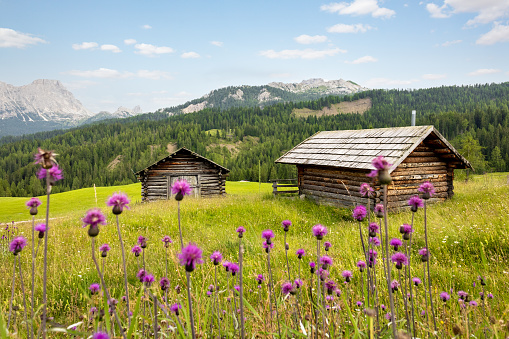 Small wooden huts in a mountain landscape in the Dolomite Alps with a green meadow and colorful flowers in the foreground.