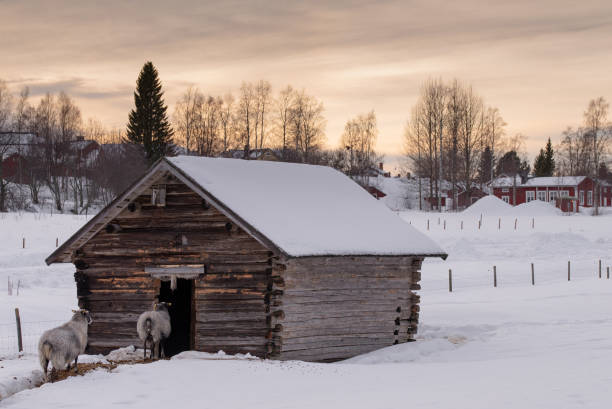 istock Two sheep walking into their wooden farm house 1364039295