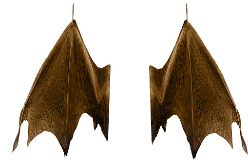 A Pair of brown bat wings isolated on white page
