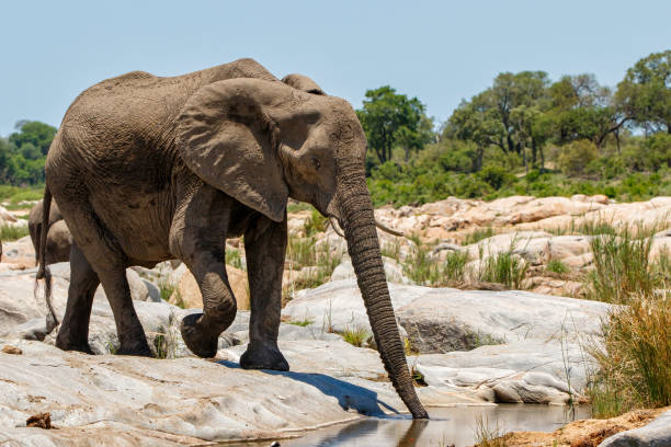 istock Elephant in Kruger National Park 1364041450