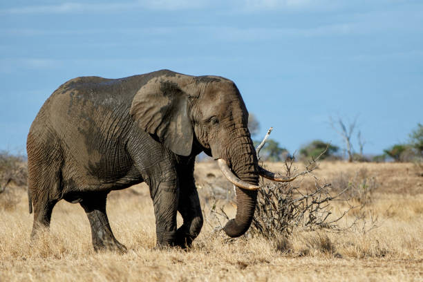istock Elephant in Kruger National Park 1364041932