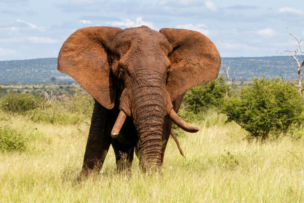 istock Elephant in Kruger National Park 1364041941